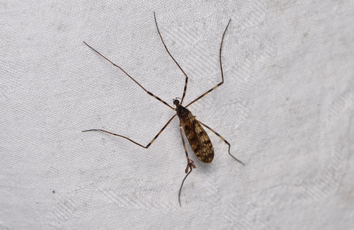 Unknown species found near Westwood, MA 02090, USA