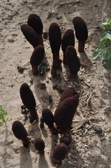 Cynomorium coccineum