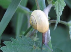 Cepaea