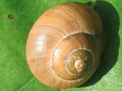 Cepaea