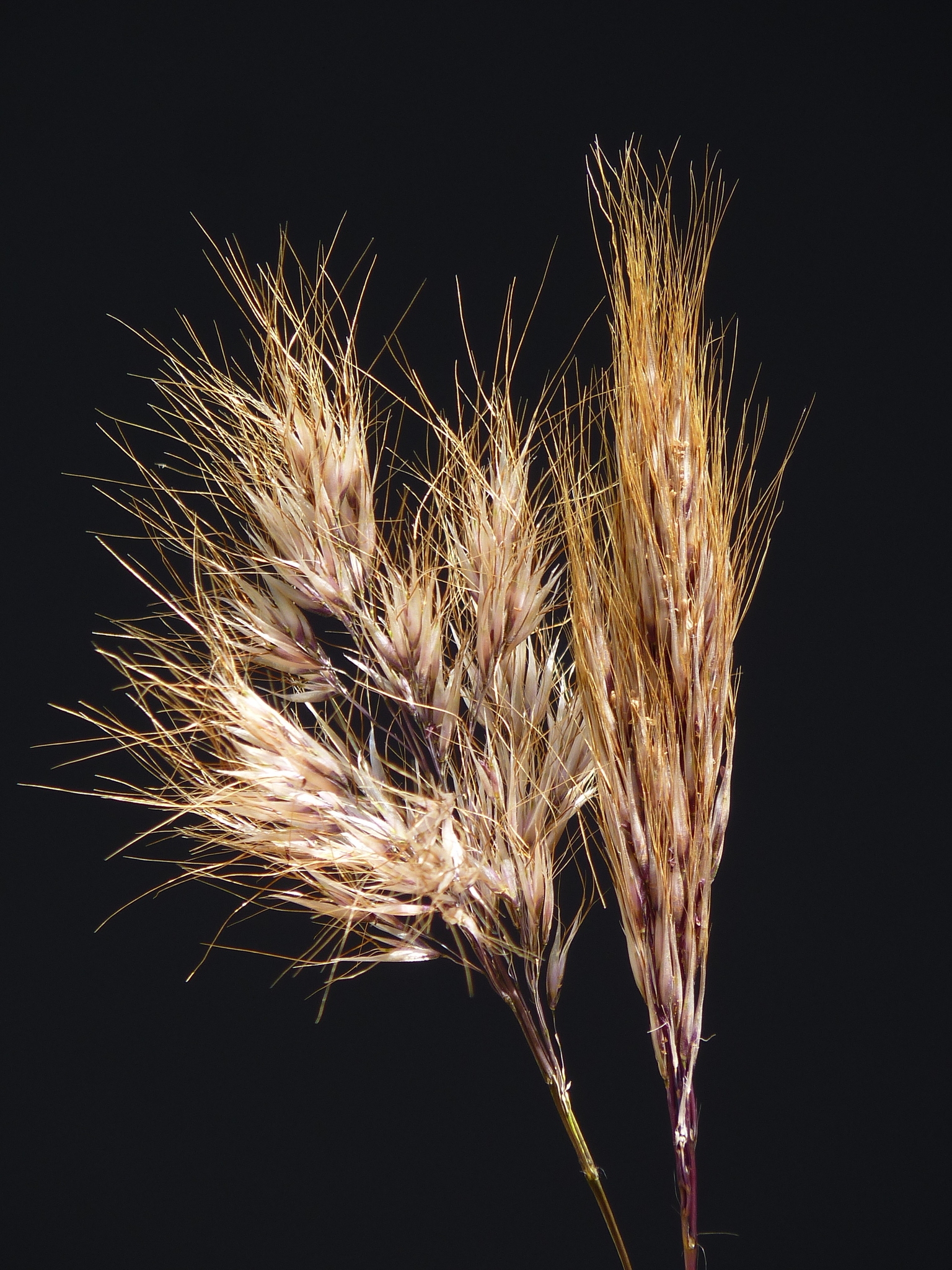 Pentameris argentea
