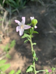 Hibiscus micranthus