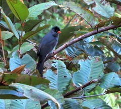 Hypsipetes madagascariensis