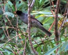 Hypsipetes madagascariensis