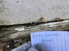 Fungi