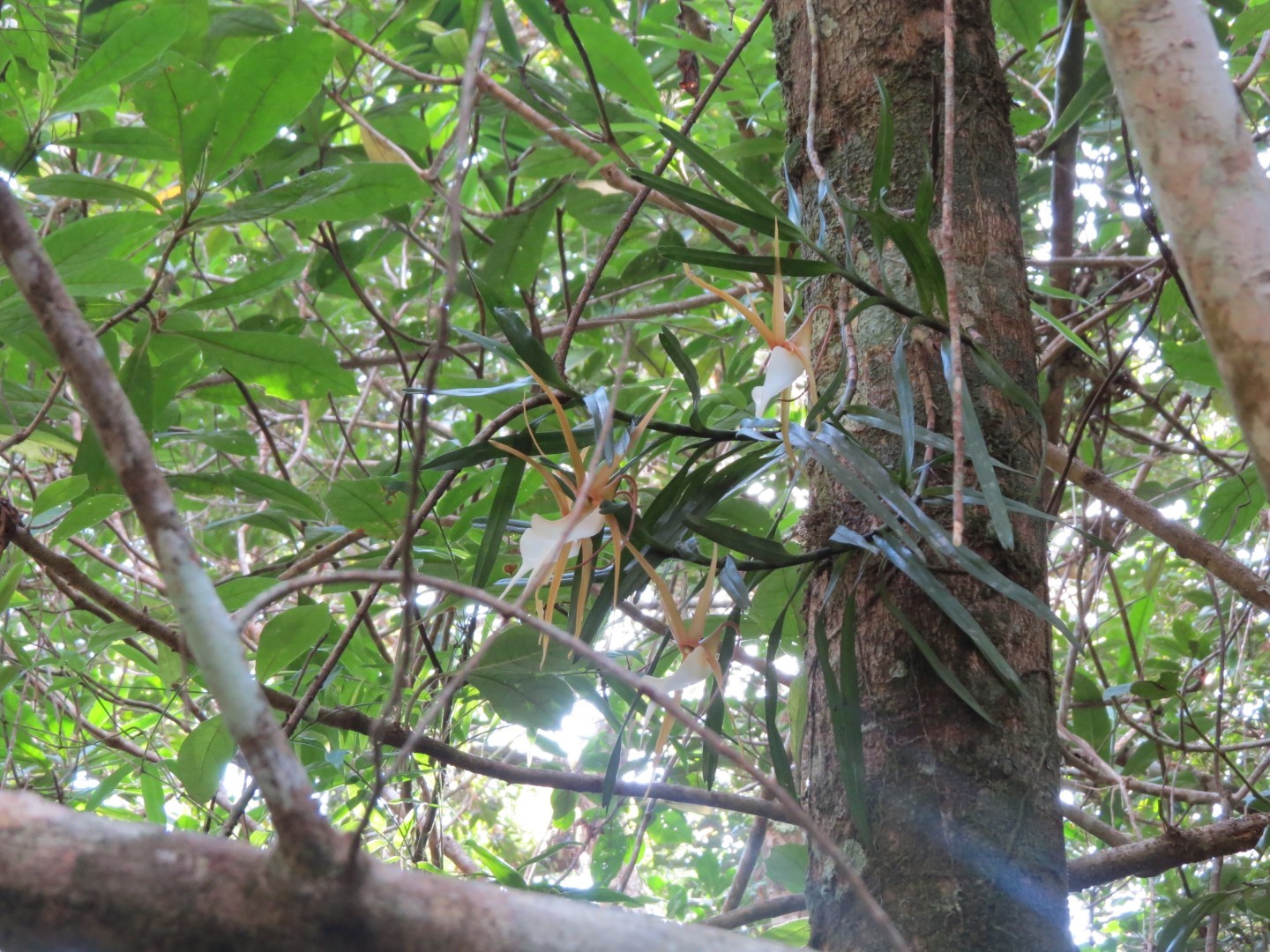Angraecum viguieri Schltr. 4
