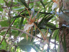 Angraecum viguieri image