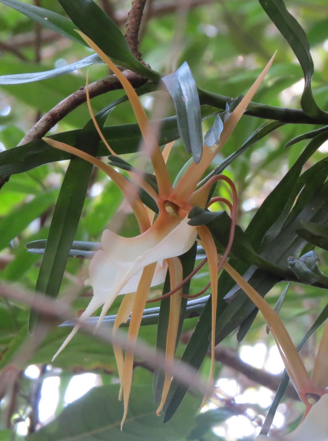 Angraecum viguieri Schltr. 3
