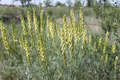 Astragalus asper