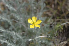 Ranunculus illyricus