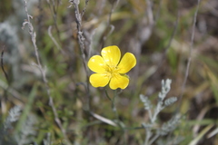 Ranunculus illyricus