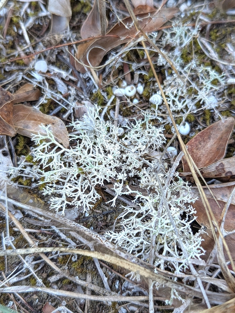 Cladonia rangiformis