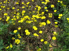 Ranunculus illyricus