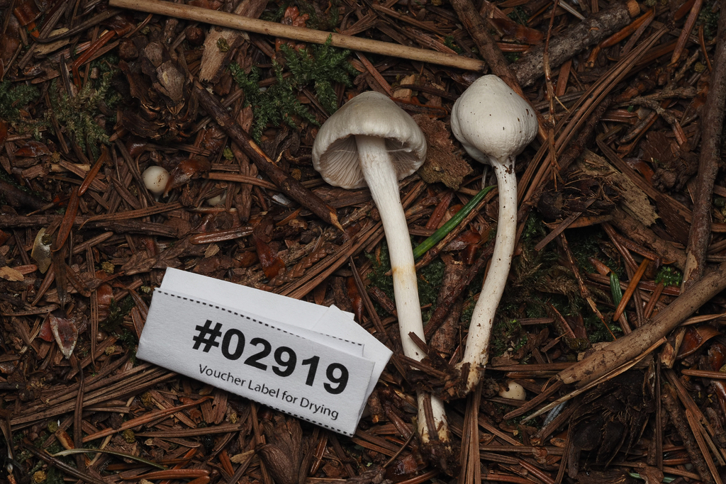Inocybe sp. 'geophylla-PNW05'