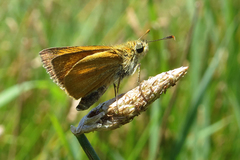 Corticea immocerinus