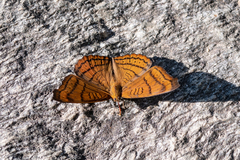 Pseudergolis wedah