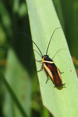 Pseudomops neglectus