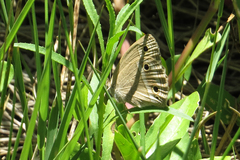 Stegosatyrus periphas