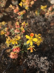 Dinemandra ericoides