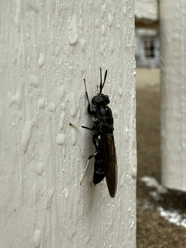 Unknown species found near NE 115th Terr, Kansas City, MO, US