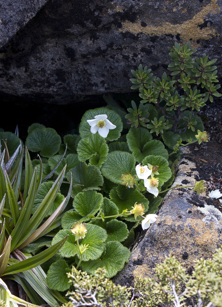 Geum talbotianum