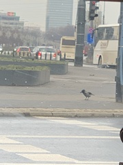 Corvus cornix