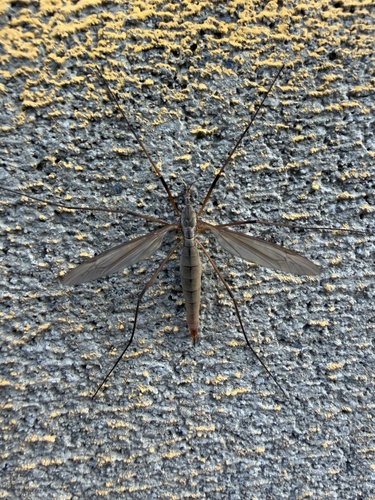 Unknown species found near 114th Ave SE, Bellevue, WA, US