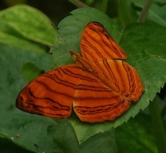 Chersonesia rahria