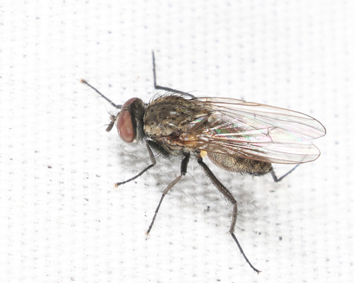 Unknown species found near Groton yard, MA, USA