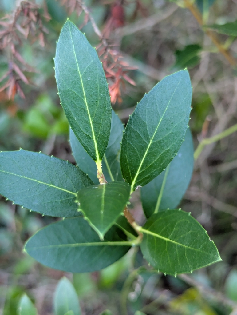 Green Olive Tree