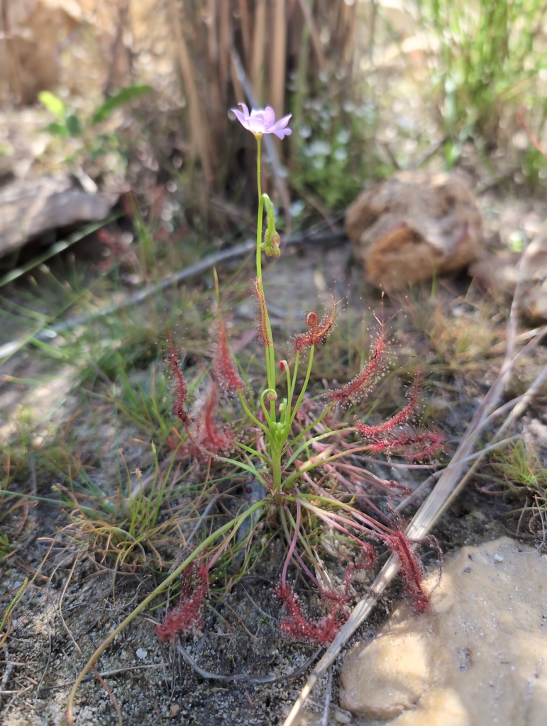 Drosera maanyaa-gooljoo A.Fleischm. & T.Krueger