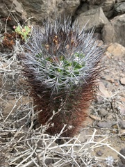 Eriosyce paucicostata