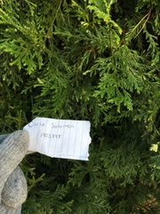 Cupressaceae