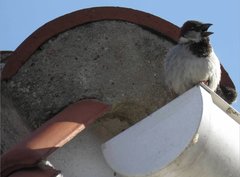 Passer domesticus