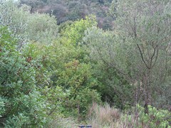Olea europaea europaea