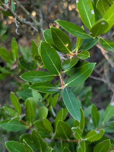Green Olive Tree