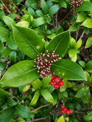 Skimmia