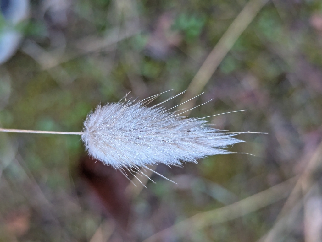 Hare's Tail Grass