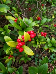 Skimmia