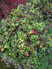 Skimmia