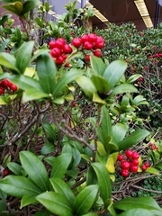 Skimmia