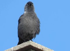 Corvus monedula