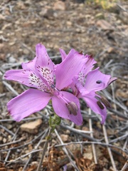 Alstroemeria violacea