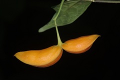 Tabernaemontana pauciflora