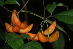 Tabernaemontana pauciflora