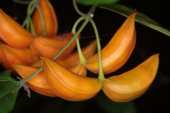 Tabernaemontana pauciflora