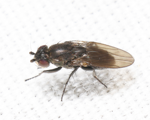 Unknown species found near Groton yard, MA, USA