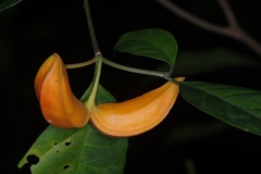 Tabernaemontana pauciflora