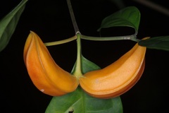 Tabernaemontana pauciflora