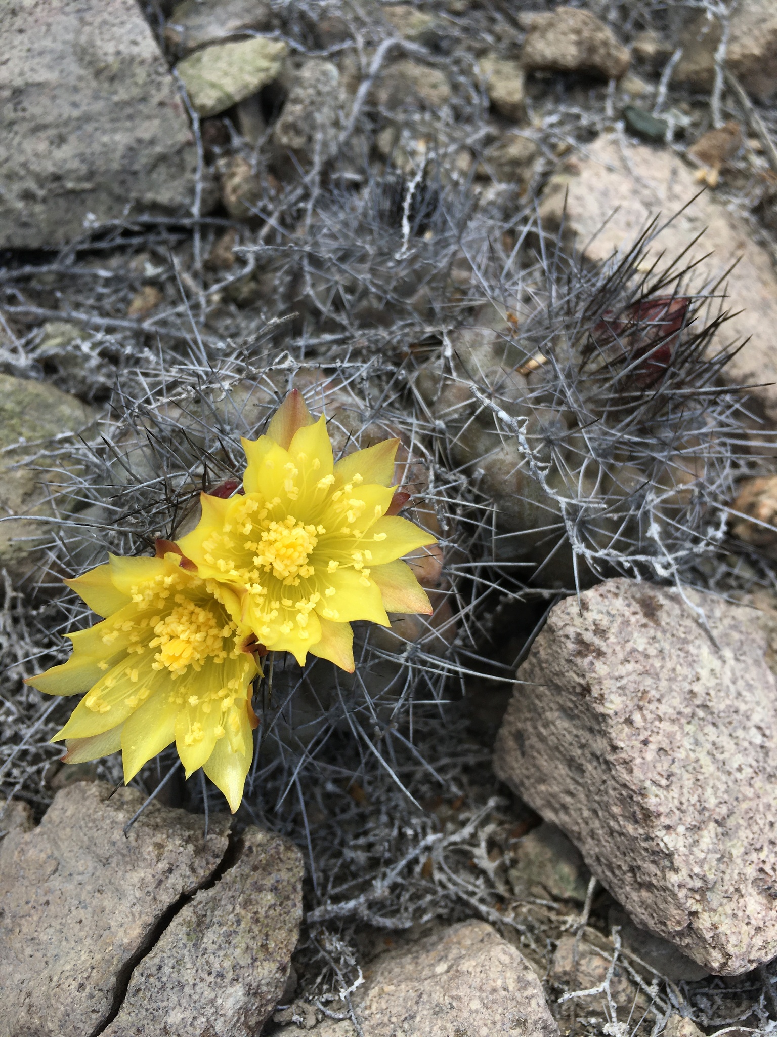 Copiapoa humilis